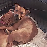 Athena Et Azalee a rejoint le concours — aidez-le/la à gagner de superbes lots ! animal, blanket, brown_dog, canine, companion, crate, cuddle, cute, dog, dog_bed, dogs, domestic, furry, indoor, paw, pet, relaxed, resting, sleeping, snuggling