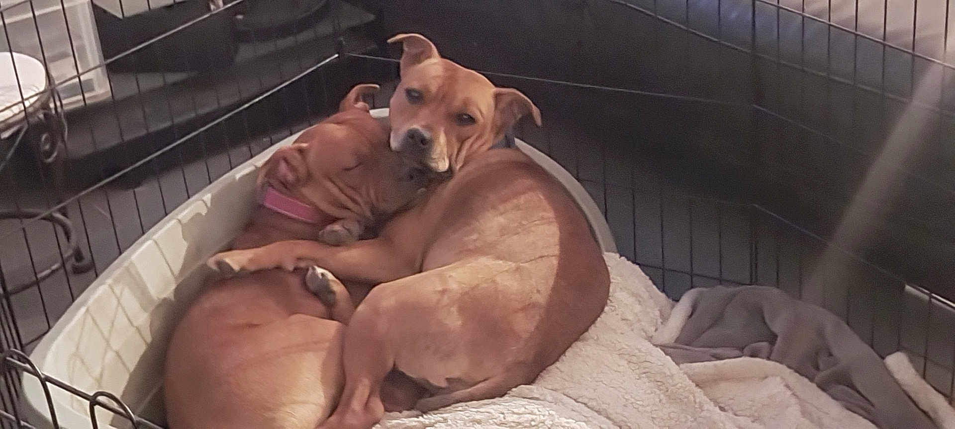 Athena Et Azalee a rejoint le concours — aidez-le/la à gagner de superbes lots ! animal, blanket, brown_dog, canine, companion, crate, cuddle, cute, dog, dog_bed, dogs, domestic, furry, indoor, paw, pet, relaxed, resting, sleeping, snuggling