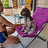 dog, woman, person, curly_coat, brown_fur, white_fur, sitting, lounge_chair, patio, outdoor, stone_wall, wooden_shutters, window, tiled_floor, garden, sunlight, collar, pet, companion, portrait