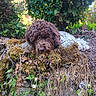 Aiko participe au concours pour gagner de l'argent avec cette photo : dog, dogs, puppy, curly_coat, brown_dog, white_dog, fluffy, sitting, outdoor, garden, moss, ivy, leaves, foliage, nature, stone_wall, woodland, pet, animal, welcome_sign