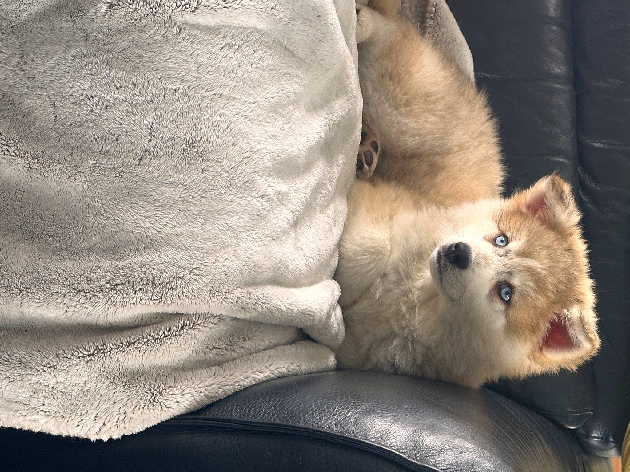 Léa a rejoint le concours — aidez-le/la à gagner de superbes lots ! canidae, carnivore, cat, claw, comfort, companion_dog, dog_breed, fawn, felidae, fur, german_spitz, nap, paw, small_to_medium_sized_cats, snout, spitz, sporting_group, tail, terrestrial_animal, whiskers