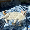 Gaston participe au concours pour gagner de l'argent avec cette photo : cat, bed, blanket, blue, white, orange, sunlight, pattern, ribbon, paw, indoor, feline, relaxed, pet, fur, home, animal, resting, cozy, cute