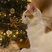 Gaston participe au concours pour gagner de l'argent avec cette photo : cat, christmas_tree, ornaments, lights, blanket, indoor, decorations, festive, holiday, cozy, white_cat, orange_cat, furniture, carpet, home, pet, animal, christmas, seasonal, relaxing
