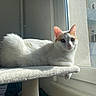 Gaston a rejoint le concours — aidez-le/la à gagner de superbes lots ! cat, white_cat, orange_patches, cat_tree, window, sunlight, indoor, pet, animal, feline, resting, relaxed, curious, fur, whiskers, ears, nose, paw, daylight, home