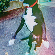 Snoop a rejoint le concours — aidez-le/la à gagner de superbes lots ! dog, black_and_white, jumping, happy, open_mouth, red_collar, outdoor, driveway, garden, fence, pet, playful, action_shot, retro_filter, color_aberration, portrait, standing, front_view, date_stamp, text_overlay