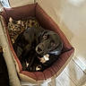 Snoop a rejoint le concours — aidez-le/la à gagner de superbes lots ! cat, dog, pets, pet_bed, animal_portrait, indoors, home, wood_floor, fluffy_cat, black_dog, white_chest, brown_fur, lying_down, sitting, looking_at_camera, companions, cozy, room, natural_light, funny_pose