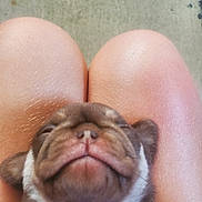 Thunder joined the competition — help win amazing prizes! puppy, dog, knees, closeup, sleeping, cute, pet, animal, fur, snout, brown, white, relaxing, indoors, young, adorable, comfort, small, face, resting