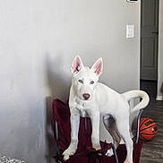 Blu is registered to the contest to win money with this photo: dog, white_dog, blue_eyes, indoor, folding_chair, basketball, granite_countertop, floor, wall, door, light_switch, pet, animal, canine, standing, curious, ears_up, shadow, home, room