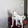 dog, white_dog, blue_eyes, indoor, folding_chair, basketball, granite_countertop, floor, wall, door, light_switch, pet, animal, canine, standing, curious, ears_up, shadow, home, room