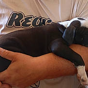 Bounty a rejoint le concours — aidez-le/la à gagner de superbes lots ! puppy, dog, black_and_white, sleeping, pet, animal, arms, person, cuddling, nap, floppy_ears, short_hair, white_paws, black_fur, white_fur, indoors, casual, shirt, close_up, adorable