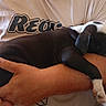 puppy, dog, black_and_white, sleeping, pet, animal, arms, person, cuddling, nap, floppy_ears, short_hair, white_paws, black_fur, white_fur, indoors, casual, shirt, close_up, adorable