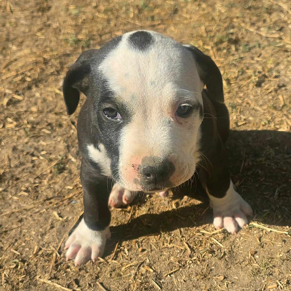 Bounty participe au concours pour gagner de l'argent avec cette photo : puppy, dog, black_and_white, animal, pet, portrait, outdoor, dirt, ground, sunlight, paws, floppy_ears, short_hair, close_up, sitting, standing, cute, face, nose, daylight