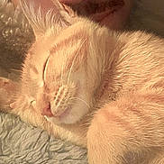Angel joined the competition — help win amazing prizes! person, cat, orange_tabby, sleeping_cat, close_up, face, snuggling, cozy, blanket, fur, whiskers, relaxation, indoor, soft_texture, warm_lighting, pet, companion, cute, resting, intimacy