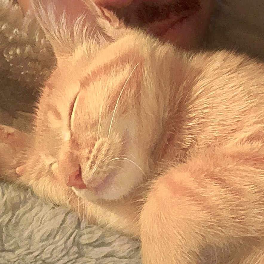 Angel joined the competition — help win amazing prizes! blanket, cat, close_up, companion, cozy, cute, face, fur, indoor, intimacy, orange_tabby, person, pet, relaxation, resting, sleeping_cat, snuggling, soft_texture, warm_lighting, whiskers
