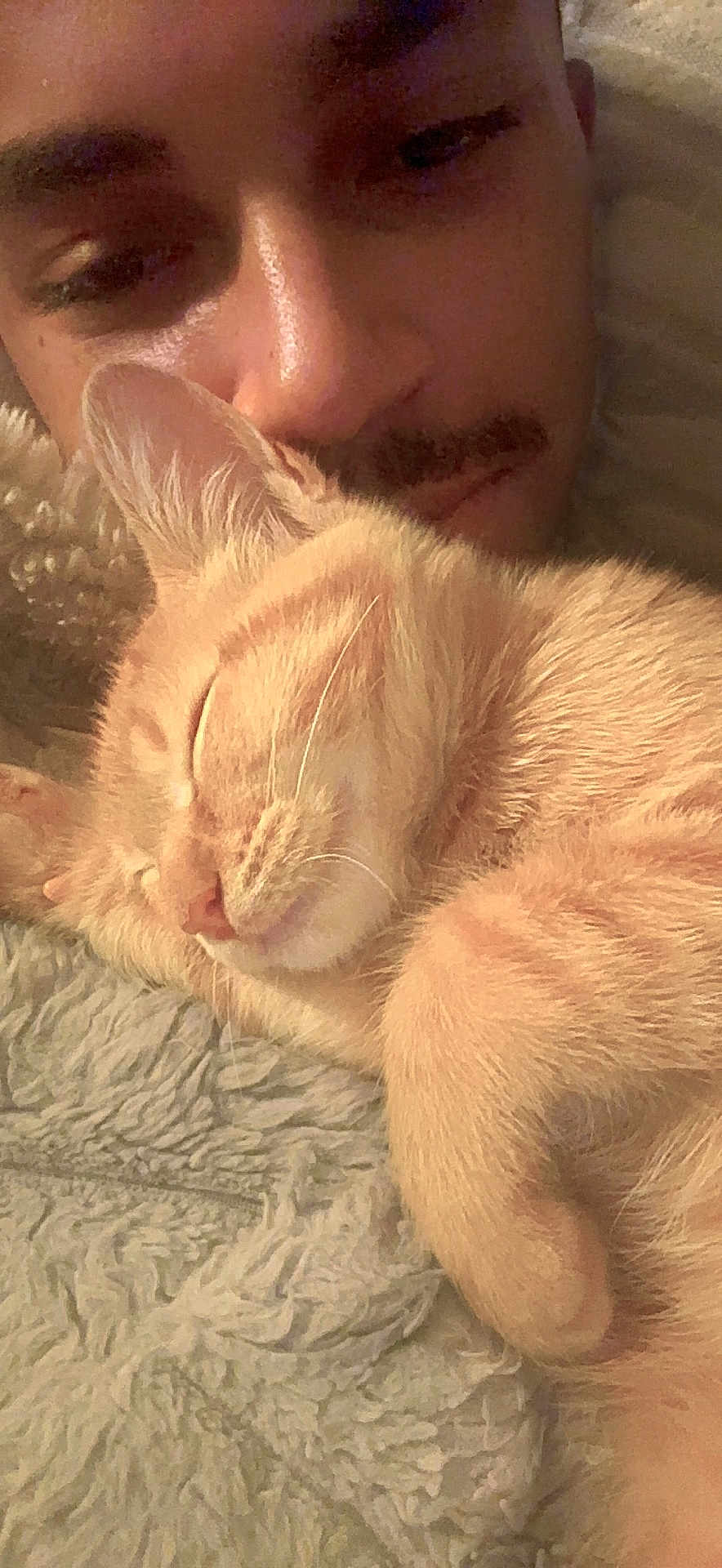Angel joined the competition — help win amazing prizes! person, cat, orange_tabby, sleeping_cat, close_up, face, snuggling, cozy, blanket, fur, whiskers, relaxation, indoor, soft_texture, warm_lighting, pet, companion, cute, resting, intimacy