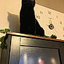 black_cat, cat, indoor, cabinet, shadow, clock, wall, plant, green_leaves, wood, furniture, pet, animal, curious, alert, wide_eyes, ears, domestic_cat, home, decor