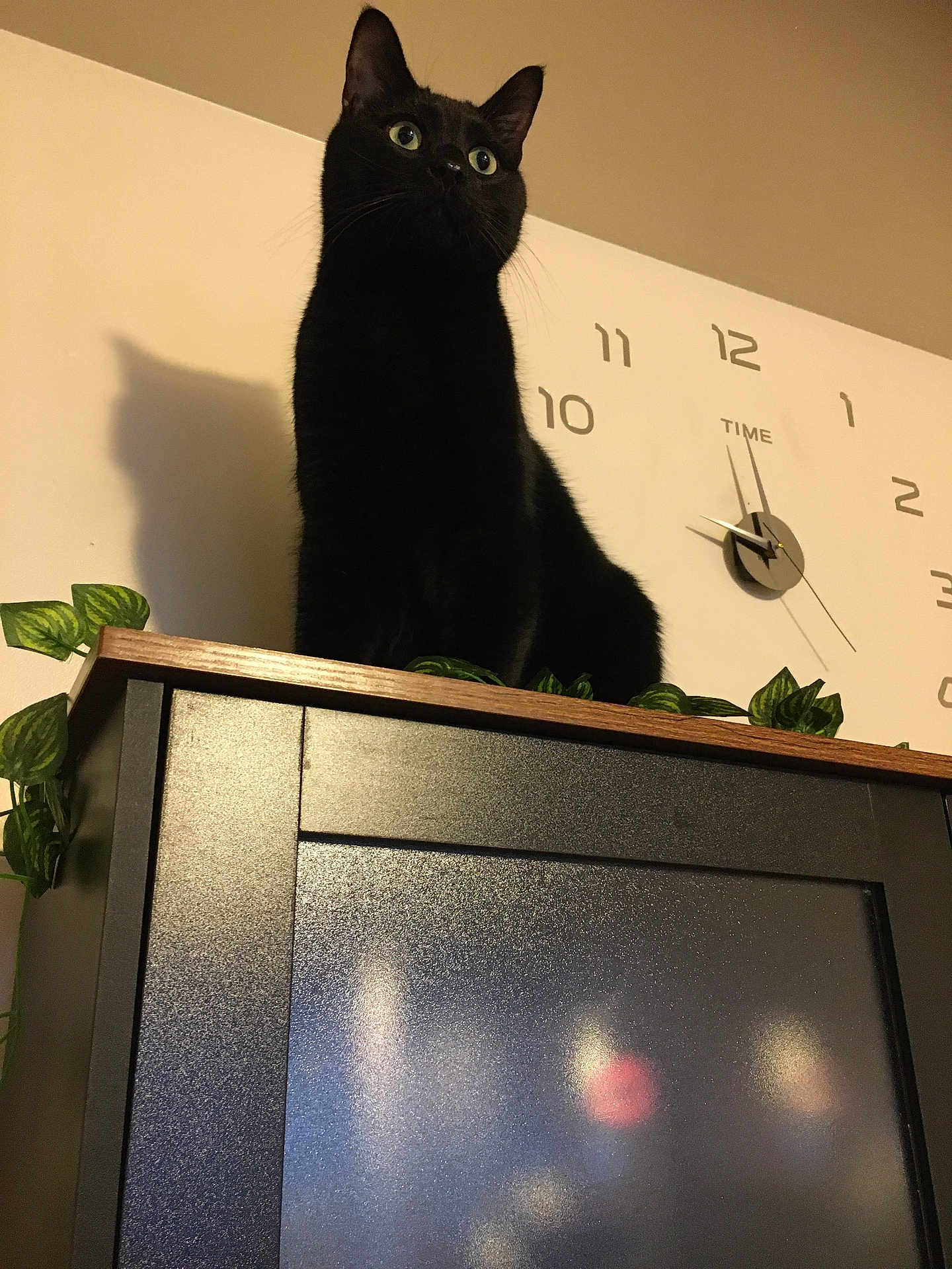 Binx is registered to the contest to win money with this photo: black_cat, cat, indoor, cabinet, shadow, clock, wall, plant, green_leaves, wood, furniture, pet, animal, curious, alert, wide_eyes, ears, domestic_cat, home, decor