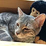 animal, cat, close_up, companion, cozy, ears, feline, fur, gray_cat, indoor, monkey_toy, pet, plush_toy, relaxed, resting, sleepy, soft_light, tabby, whiskers, wooden_box