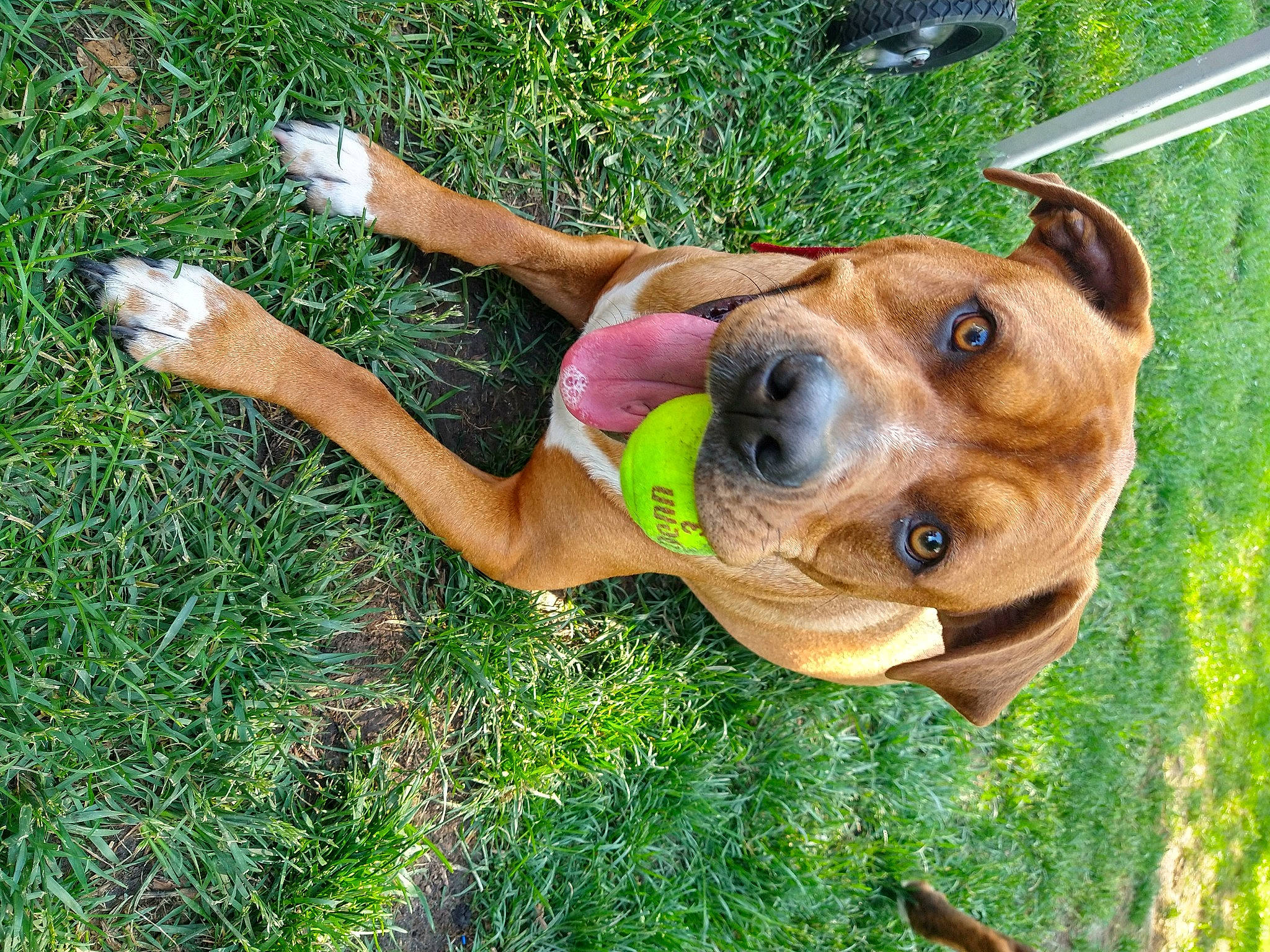 Tator joined the competition — help win amazing prizes! canidae, carnivore, companion_dog, dog, dog_breed, dog_supply, fawn, grass, happy, liver, people_in_nature, pet_supply, plant, recreation, smile, snout, sporting_group, sunglasses, wood, working_animal