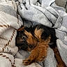 dog, puppy, blanket, cozy, sleepy, fur, cute, pet, paw, snuggled, resting, indoors, warm, soft, relaxing, small_dog, fur_pattern, comfort, animal, nap