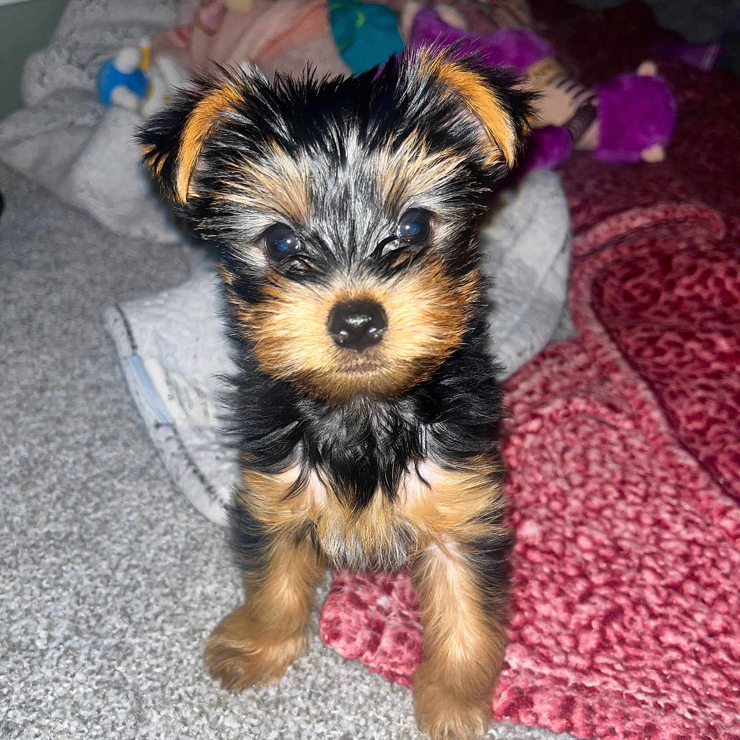 Chai is registered to the contest to win money with this photo: puppy, dog, small, cute, fur, carpet, blanket, toy, indoor, pet, animal, curious, alert, brown, black, tan, fluffy, young, face, standing