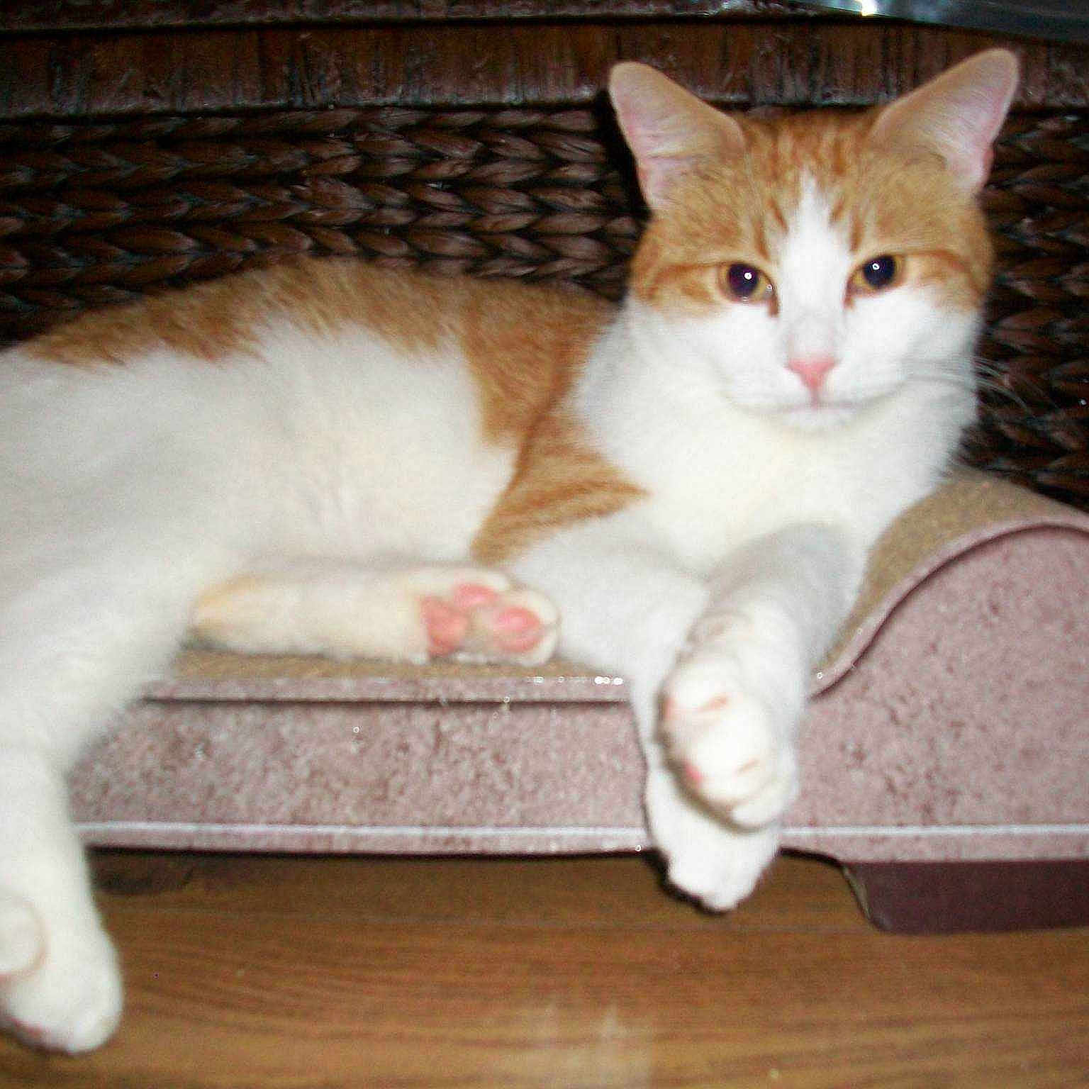 Marmalade