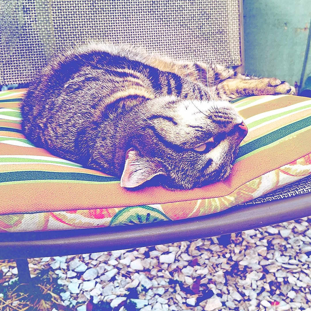 Zorro is registered to the contest to win money with this photo: animal, cat, chair, couch, cushion, face, furniture, grass, head, homedecor, outdoors, pebble, person, pet, photography, plant, portrait, road, rock, sleeping