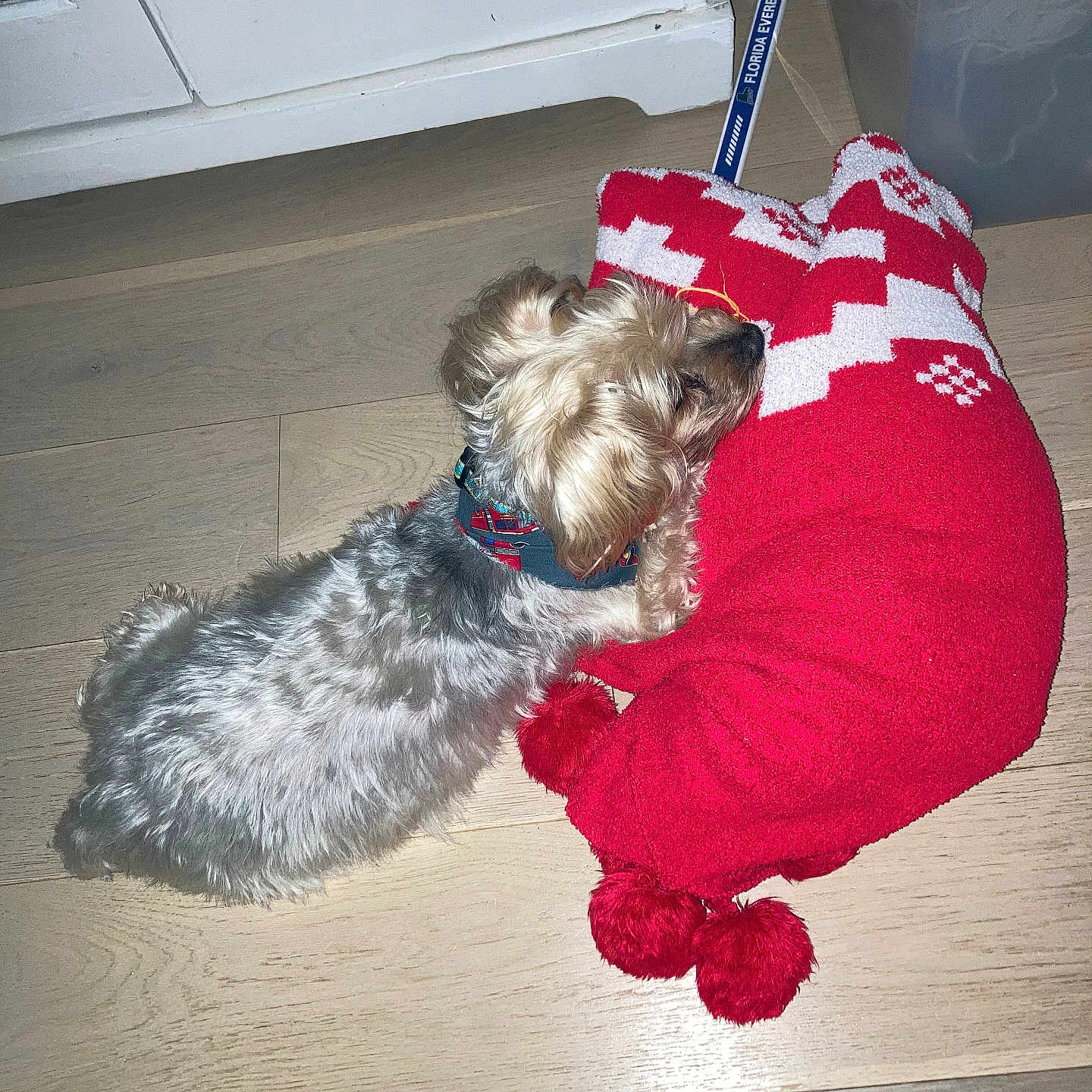 Jack The Yorkie