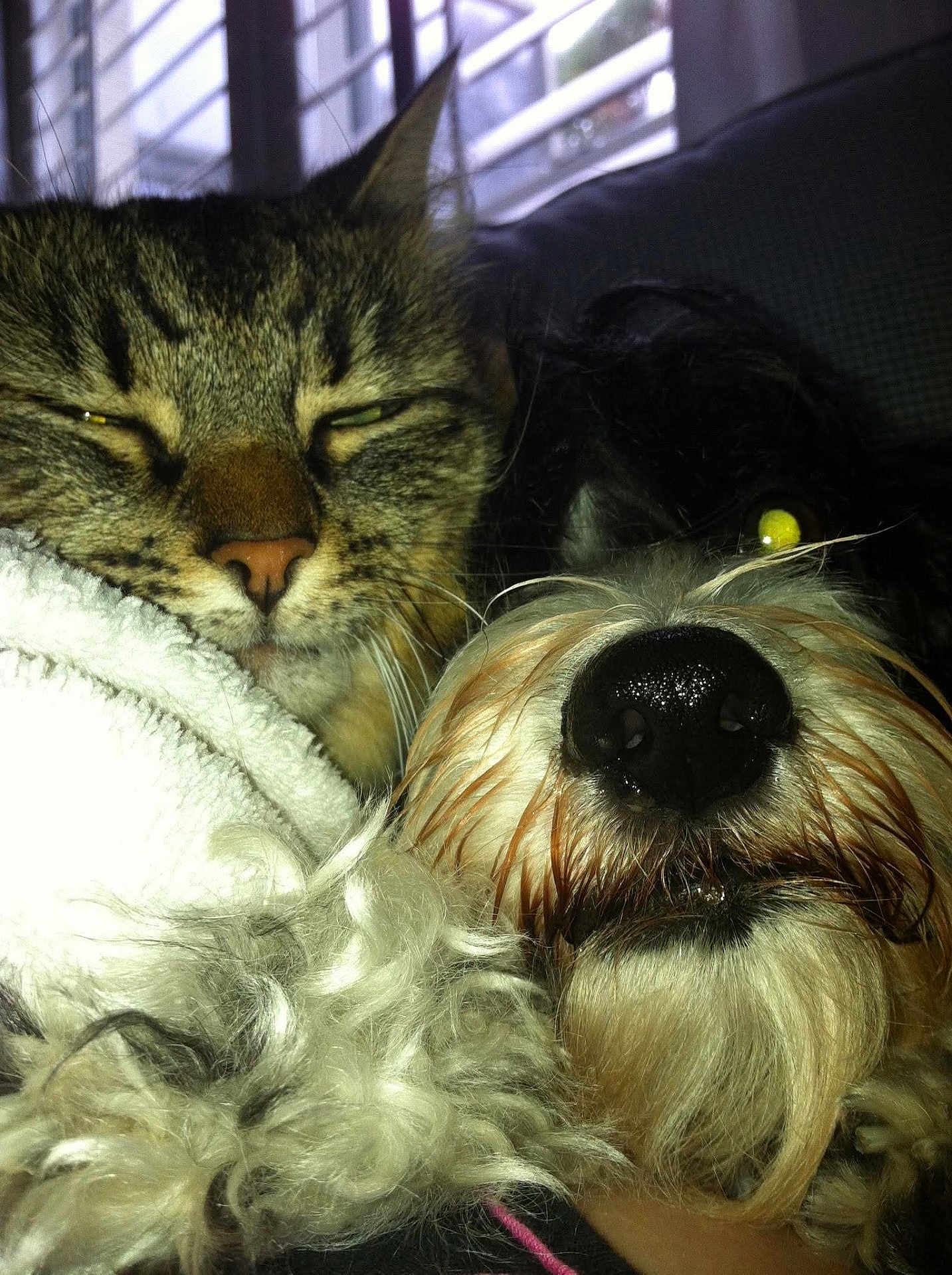 Ruby is registered to the contest to win money with this photo: cat, dog, close_up, sleepy, cozy, blanket, fur, indoor, pet, snuggle, whiskers, nose, window, blinds, domestic_animals, friendship, animal_face, relaxation, companion, cute