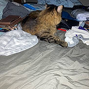 Ruby joined the competition — help win amazing prizes! cat, tabby, bed, clothes, purse, blanket, fabric, indoor, resting, feline, messy, pile, soft, domestic_animal, fur, animal, pet, relaxing, living_space, home