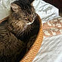 Ruby is registered to the contest to win money with this photo: animal, basket, bed, cat, closeup, cozy, domestic, feline, fur, indoor, pet, relaxing, resting, sleepy, soft_light, tabby, towel, whiskers, white_sheets, woven_basket