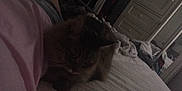 Ruby joined the competition — help win amazing prizes! cat, bed, blanket, pillow, furniture, indoor, resting, sleeping, dim_light, mirror, dresser, fabric, cozy, quiet, shadow, household, feline, pet, room, soft