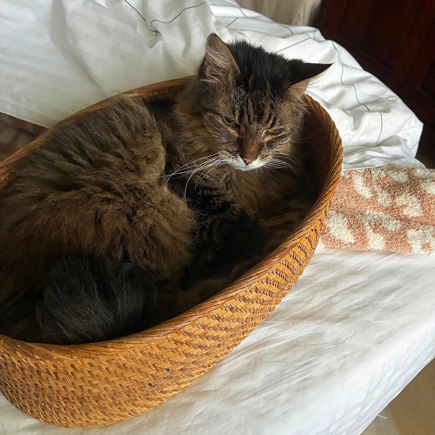 Ruby joined the competition — help win amazing prizes! animal, basket, bed, cat, cozy, cute, domestic, fur, furniture, home, indoor, pet, relaxed, resting, sleep, sleepy, soft, tabby, whiskers, woven