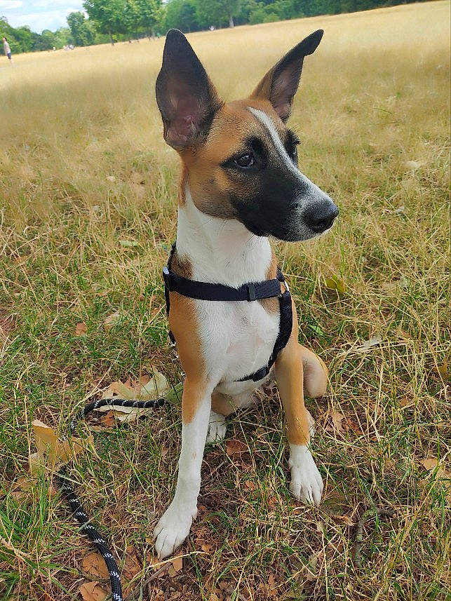 Bonnie a rejoint le concours — aidez-le/la à gagner de superbes lots ! adventure, canidae, carnivore, cloud, collar, companion_dog, dog, dog_breed, dog_collar, dog_supply, fawn, grass, grassland, plant, sky, snout, sporting_group, terrestrial_animal, tree, working_animal