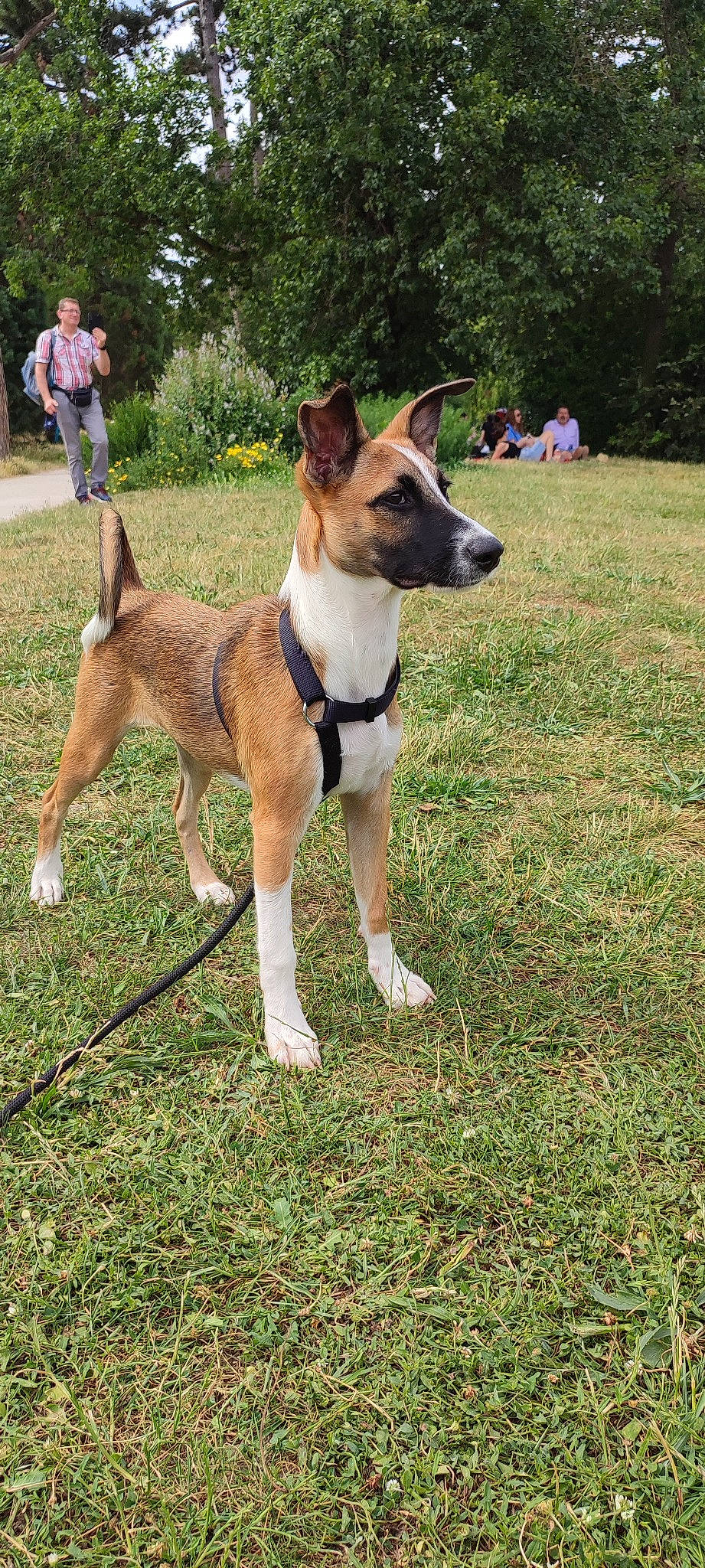 Bonnie participe au concours pour gagner de l'argent avec cette photo : adventure, canidae, carnivore, collar, companion_dog, dog, dog_breed, dog_collar, dog_supply, fawn, grass, leash, pet_supply, plant, snout, sporting_group, tail, terrestrial_animal, tree, working_animal