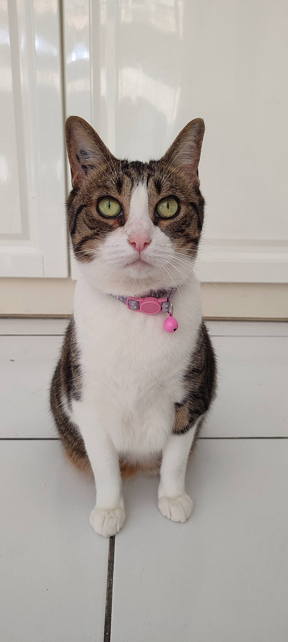 Cristale a rejoint le concours — aidez-le/la à gagner de superbes lots ! carnivore, cat, collar, domestic_short_haired_cat, door, eye, felidae, foot, fur, paw, sitting, small_to_medium_sized_cats, snout, tail, whiskers, window