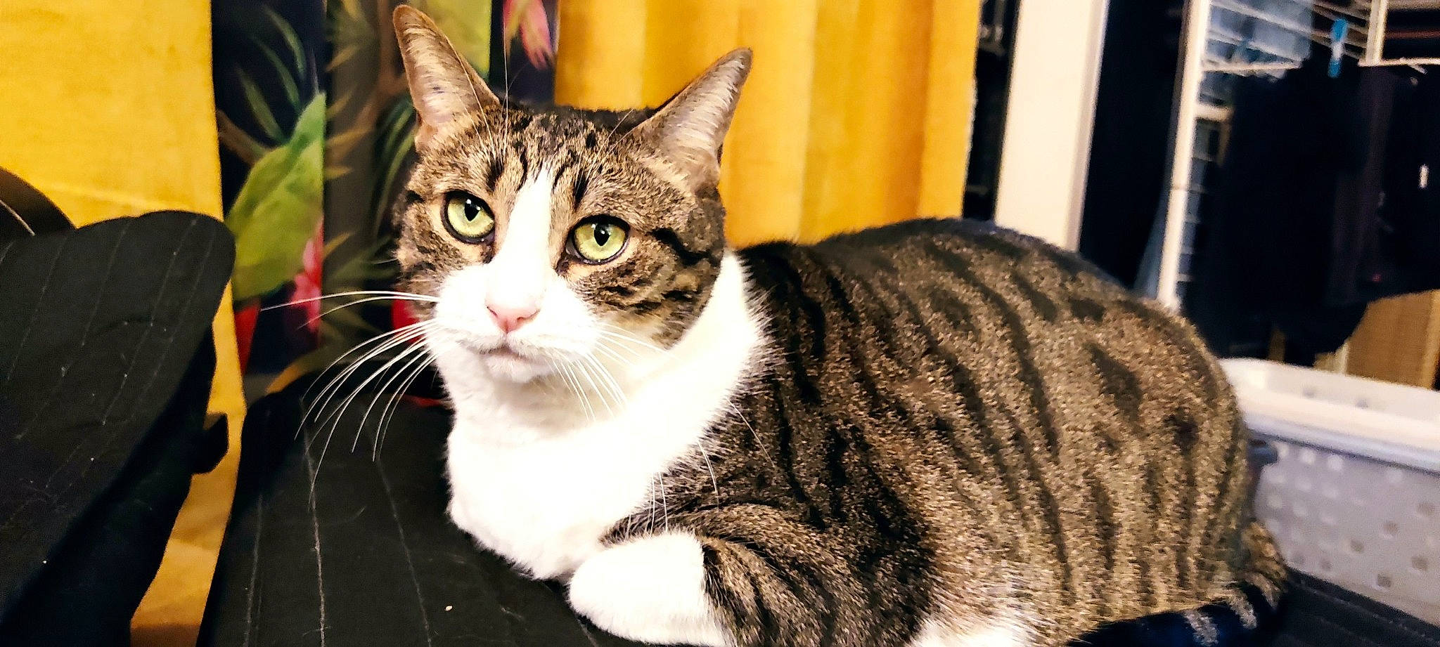 Cristale participe au concours pour gagner de l'argent avec cette photo : carnivore, cat, cat_furniture, cat_supply, domestic_short_haired_cat, felidae, fur, paw, plant, small_to_medium_sized_cats, snout, tail, terrestrial_animal, tree, whiskers, window