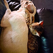 Plume participe au concours pour gagner de l'argent avec cette photo : animal, cat, close_up, companion, cozy, cuddle, cute, dog, friendship, fur, indoor, leather_couch, nap, paw, pet, relaxation, rest, sleeping, tabby_cat, white_dog