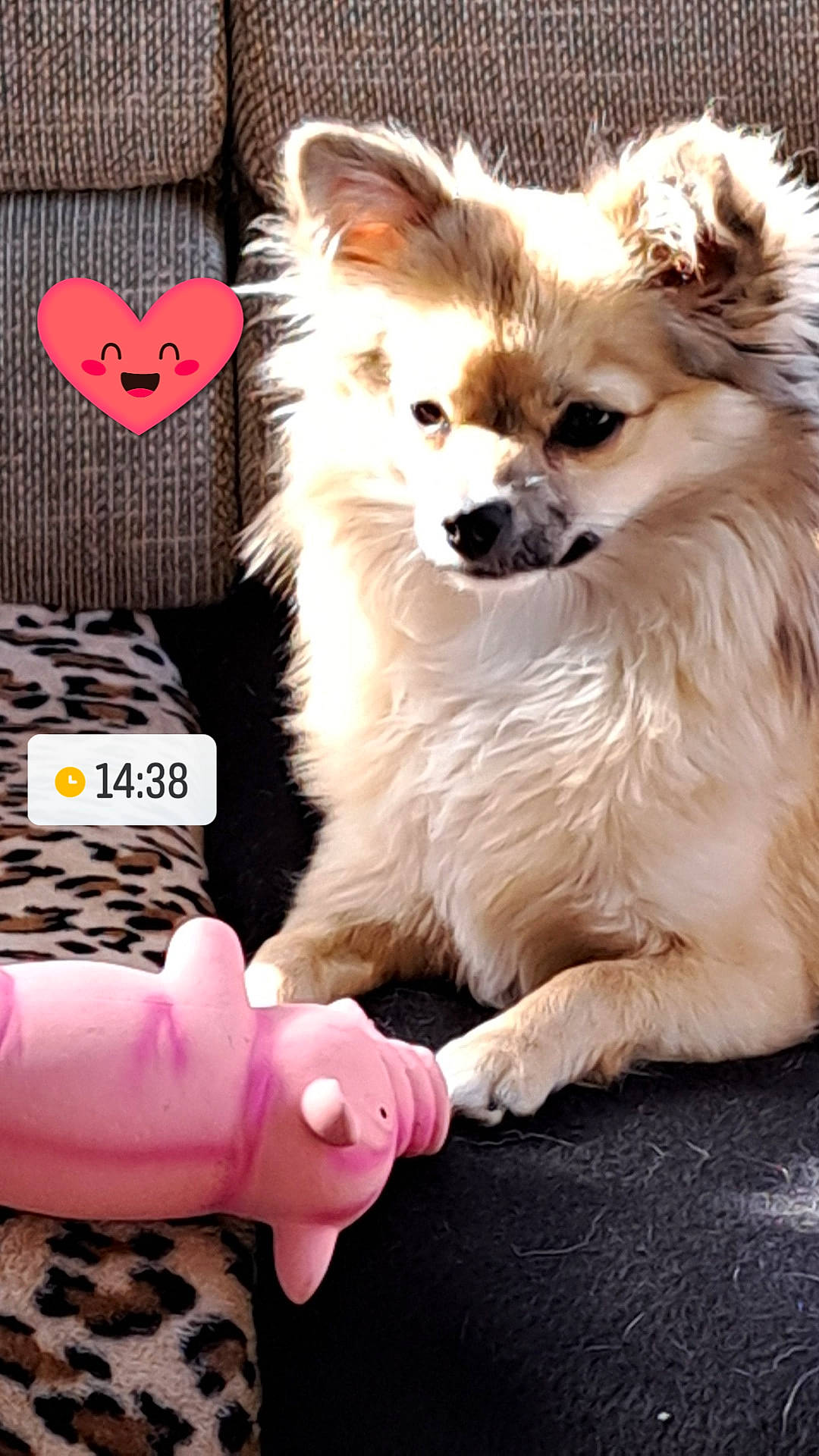 Djena a rejoint le concours — aidez-le/la à gagner de superbes lots ! carmine, carnivore, companion_dog, dog, dog_breed, dog_supply, fashion_accessory, fawn, fur, german_spitz, german_spitz_mittel, magenta, mammal, photo_caption, picture_frame, pink, spitz, terrestrial_animal, toy_dog, whiskers