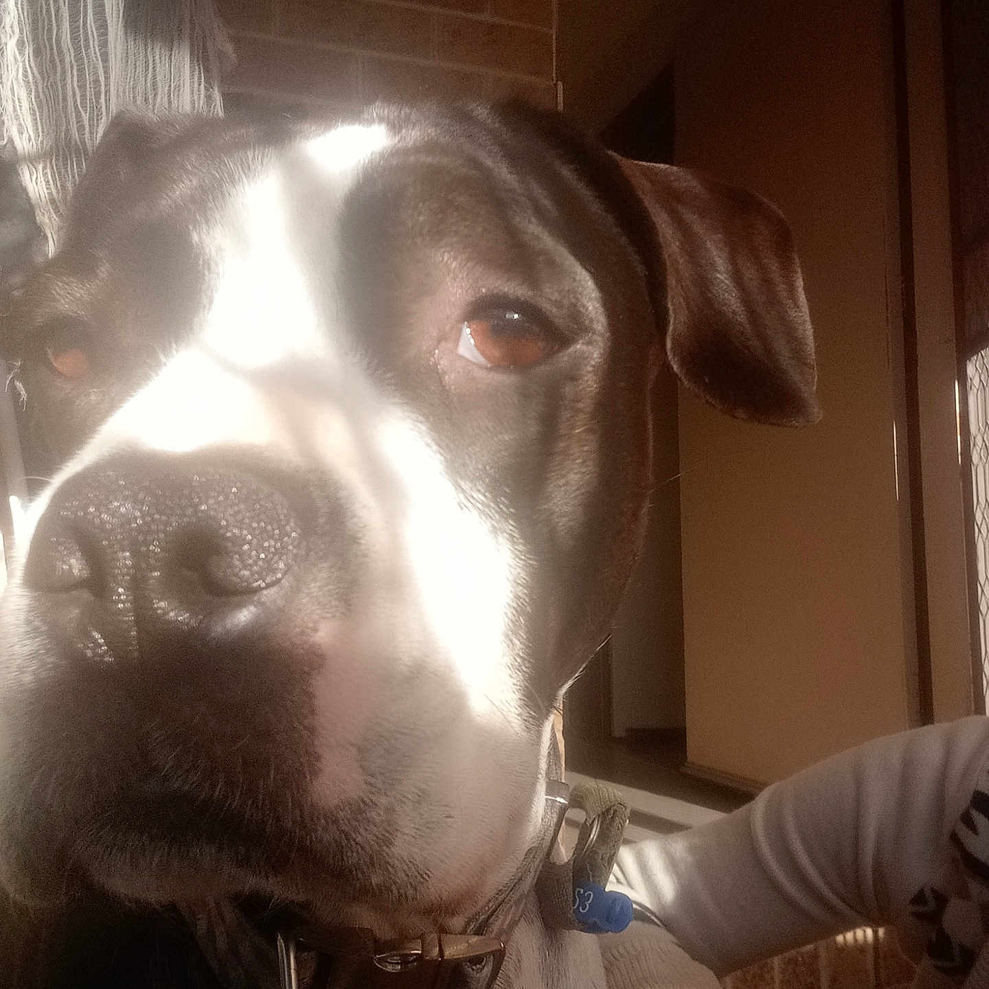 Molly joined the competition — help win amazing prizes! accessories, animal, baby, boxer, bulldog, canine, dog, door, face, head, hound, husky, labradorretriever, person, pet, photography, pitbull, pointer, portrait, puppy