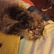 Kitkat joined the competition — help win amazing prizes! cat, fluffy, indoor, bed, blanket, yellow, paws, fur, lying_down, cozy, sleepy, tabby, striped, pet, animal, home, shoes, floor, comfort, resting