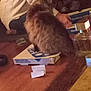 cat, pizza_box, table, person, indoor, furniture, hand, sitting, fur, brown, dominos, box, wood, blurred, cozy, dim_light, domino's, animal, pet, dominos_pizza