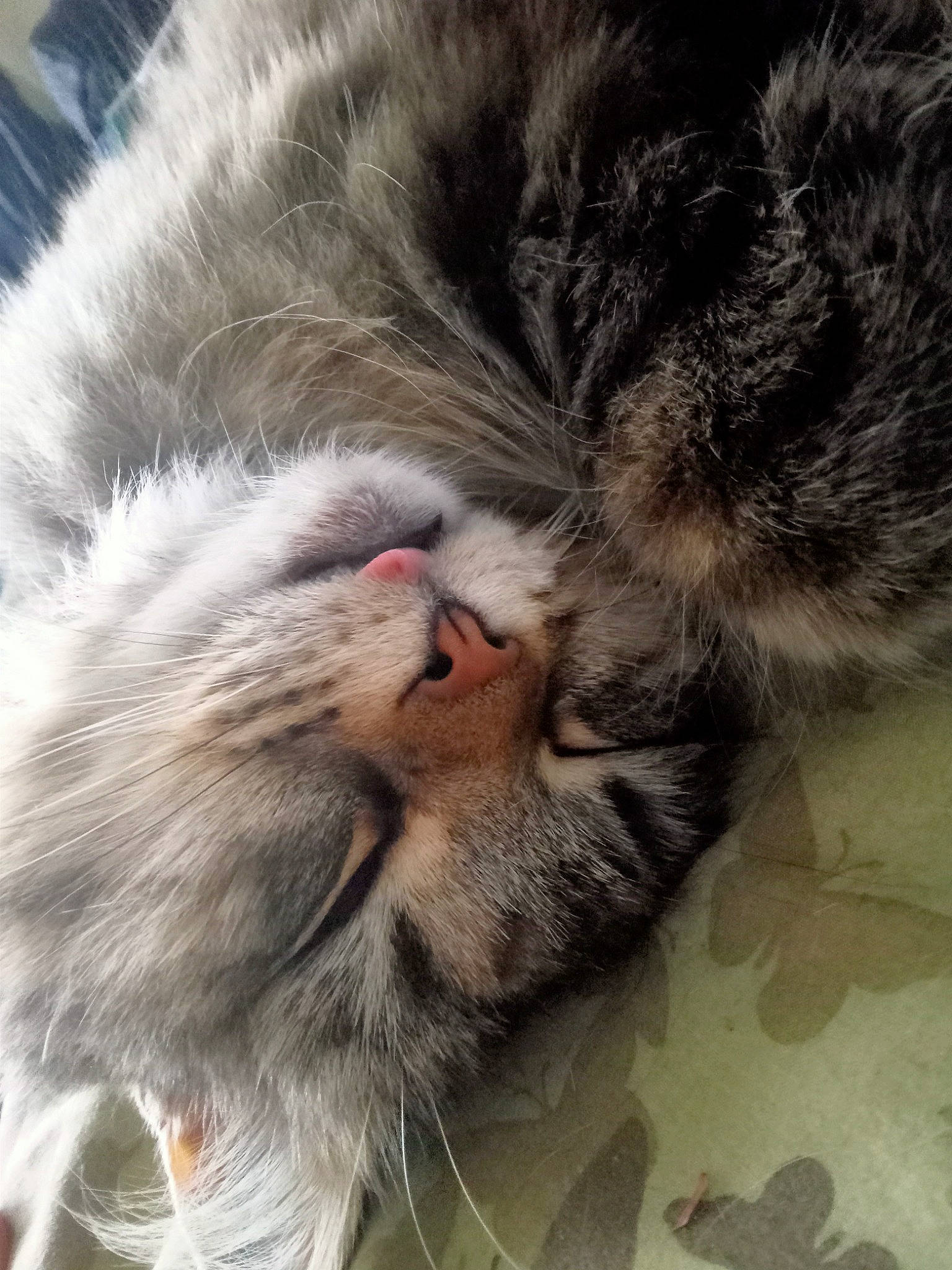 Kitkat is registered to the contest to win money with this photo: carnivore, cat, claw, close_up, comfort, domestic_short_haired_cat, eye, fawn, felidae, fur, head, nap, nose, paw, sleep, small_to_medium_sized_cats, snout, tail, terrestrial_animal, whiskers