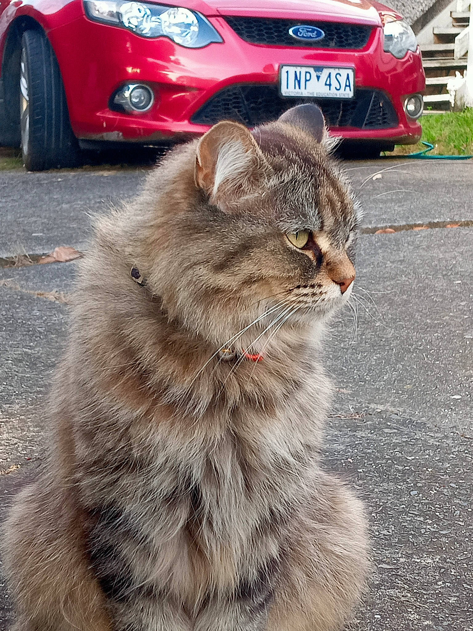 Kitkat joined the competition — help win amazing prizes! automotive_design, automotive_lighting, automotive_tire, car, carnivore, cat, eye, felidae, grille, light, motor_vehicle, photograph, road_surface, small_to_medium_sized_cats, tire, vehicle, vehicle_registration_plate, wheel, whiskers, white