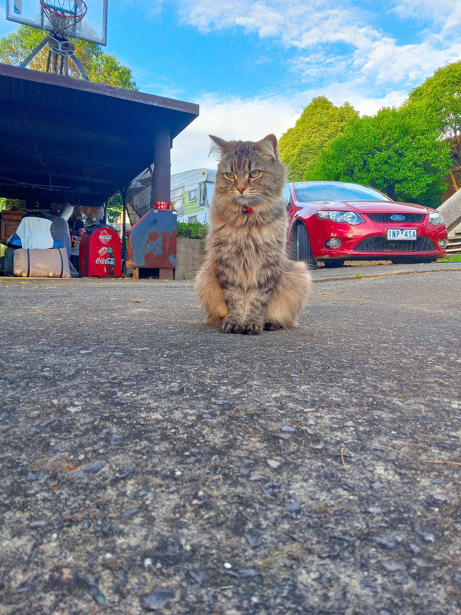 Kitkat joined the competition — help win amazing prizes! asphalt, automotive_tire, car, carnivore, cat, cloud, fawn, felidae, motor_vehicle, parking, plant, road_surface, sky, small_to_medium_sized_cats, tire, tree, vehicle, wheel, whiskers, wood