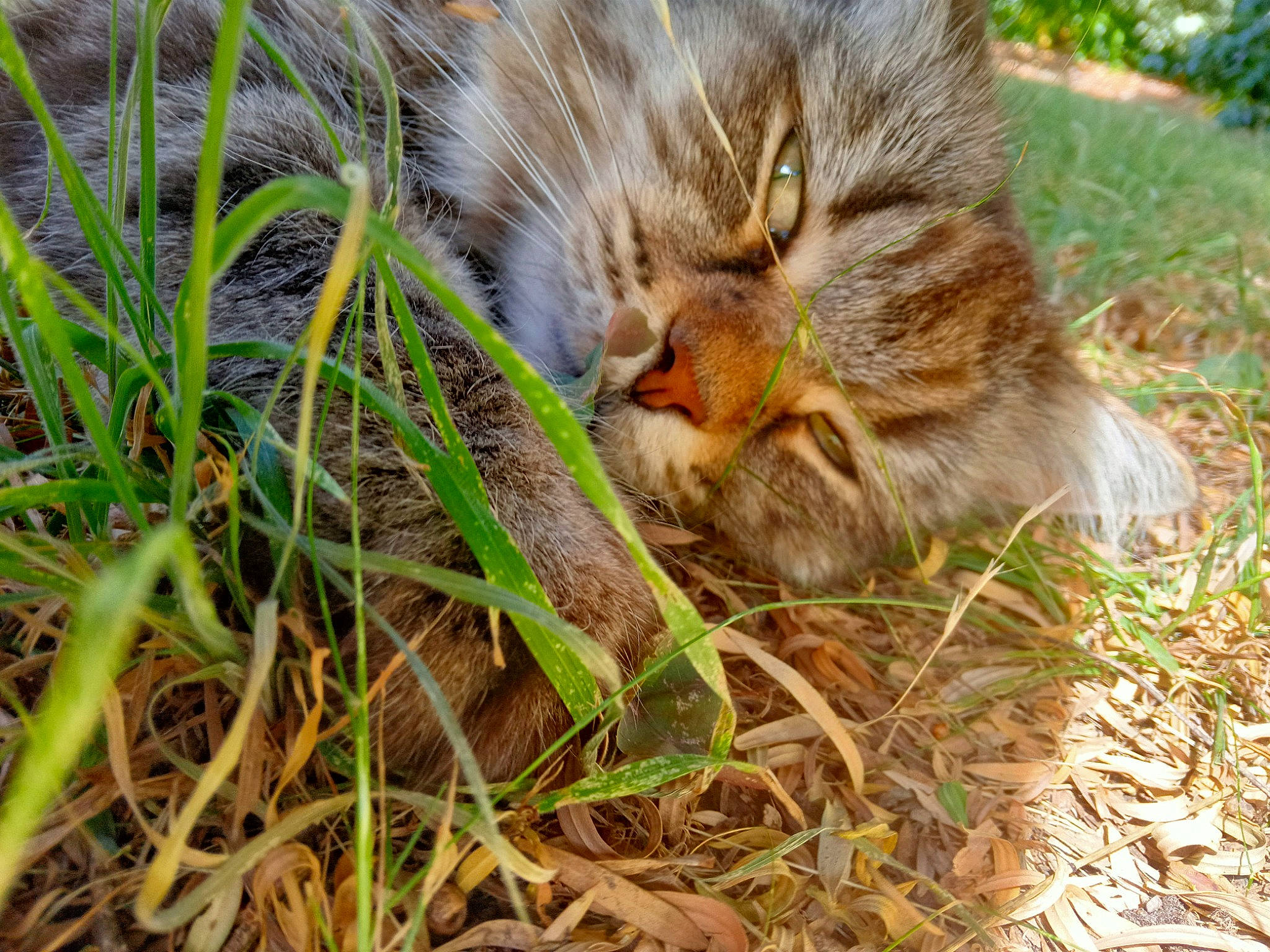 Kitkat joined the competition — help win amazing prizes! canidae, carnivore, cat, claw, domestic_short_haired_cat, fawn, felidae, fur, grass, groundcover, herbaceous_plant, plant, small_to_medium_sized_cats, snout, soil, tail, terrestrial_animal, whiskers, wildlife, wood