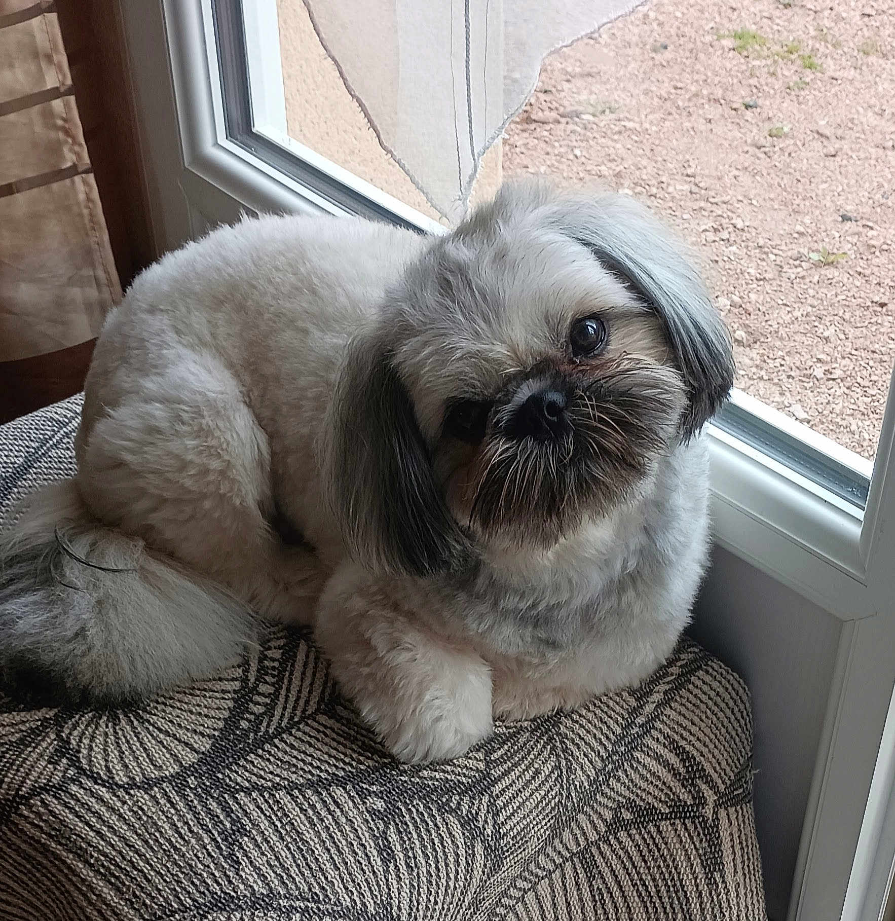 Tom a rejoint le concours — aidez-le/la à gagner de superbes lots ! dog, small_dog, fluffy, window, cushion, indoor, pet, curious, head_tilt, furry, cozy, natural_light, looking, close_up, domestic_animal, companion, cute, resting, soft_texture, animal