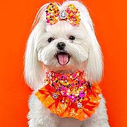 Calisi is registered to the contest to win money with this photo: dog, white_dog, small_dog, sequin_dress, orange_bow, orange_background, pet, cute, fluffy, tongue_out, happy, studio_shot, costume, animal, adorable, groomed, portrait, celebration, fashion, playful