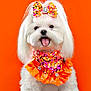 dog, white_dog, small_dog, sequin_dress, orange_bow, orange_background, pet, cute, fluffy, tongue_out, happy, studio_shot, costume, animal, adorable, groomed, portrait, celebration, fashion, playful