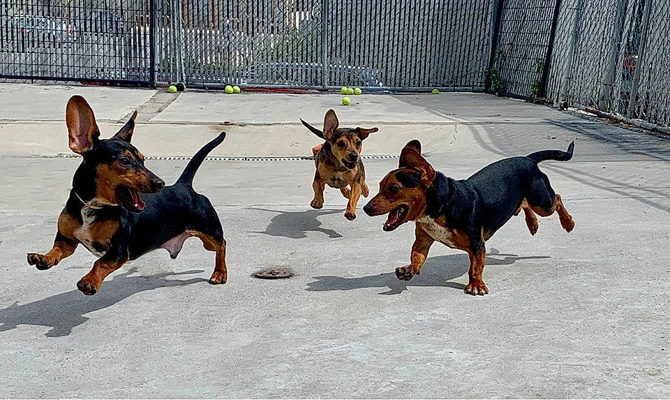 Steggy Carson And Zorro